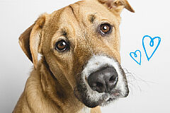 Pets Available For Adoption - Paws For Life K9 Rescue