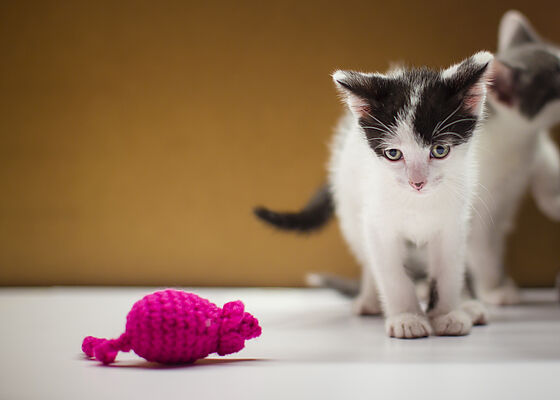 Cat toys and potential dangers
