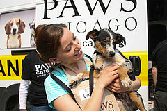 Home Page Paws Chicago