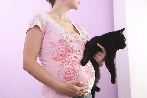 cat faeces pregnancy