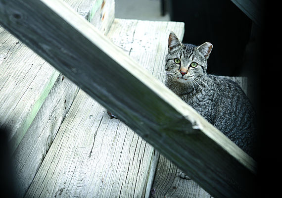 Feral Cats And Stray Community Cats Paws Chicago