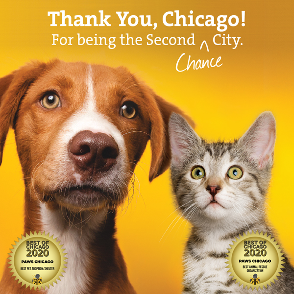 Chicago Cat Rescue