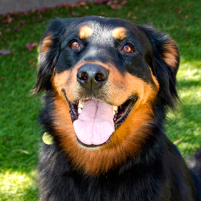 how much does it cost to neuter a rottweiler